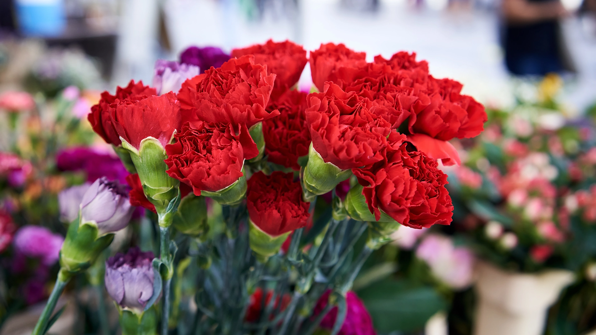 Carnations flowers for Mother's Day