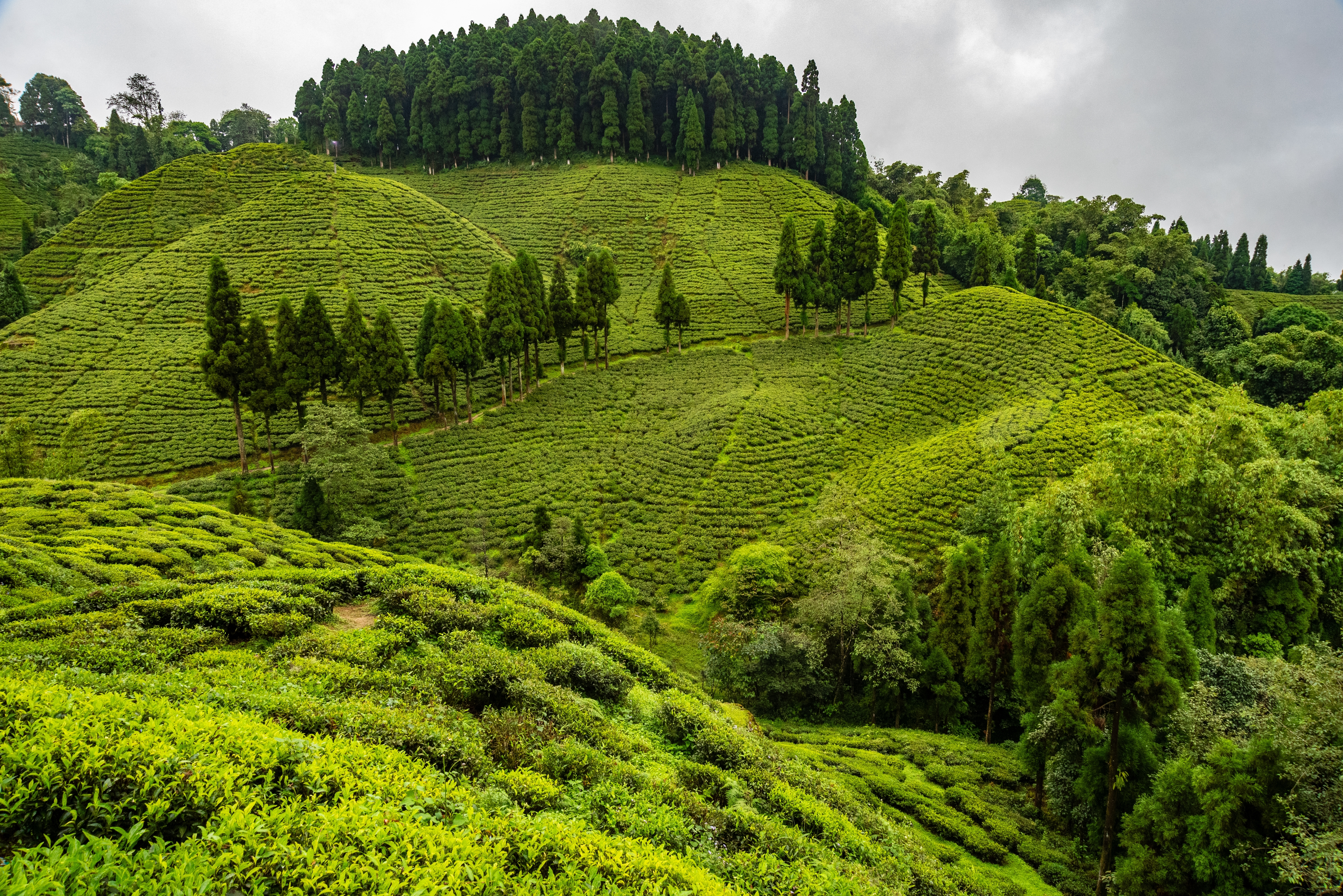 Darjeeling Tea plantation