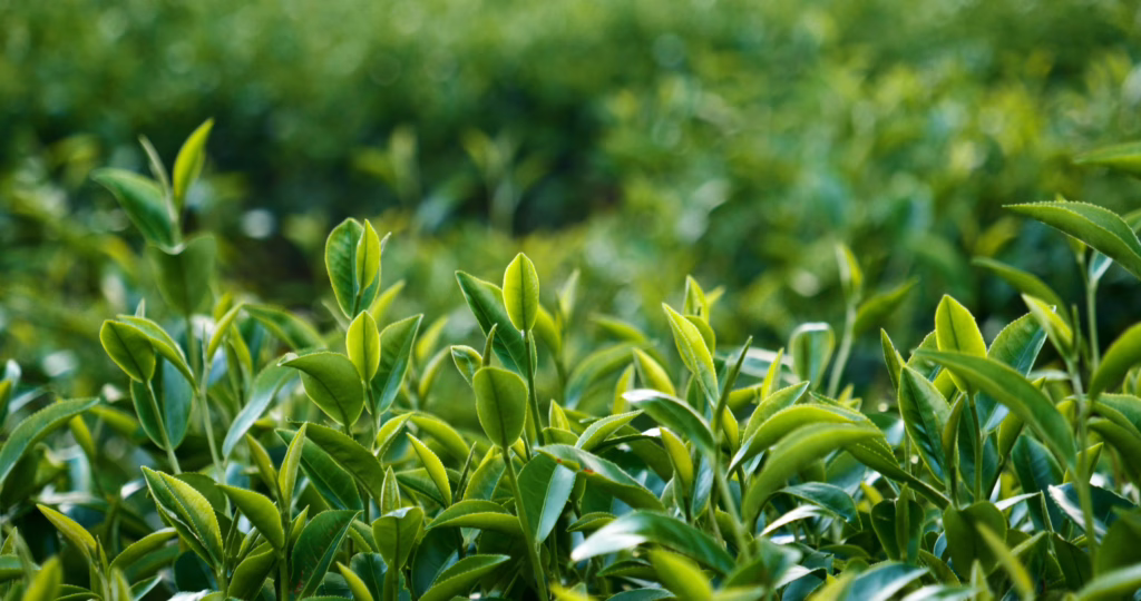 Green Tea plants