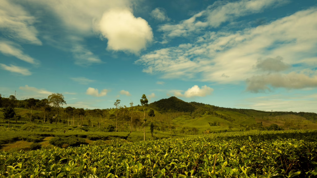 Tea plantation in South East Asia