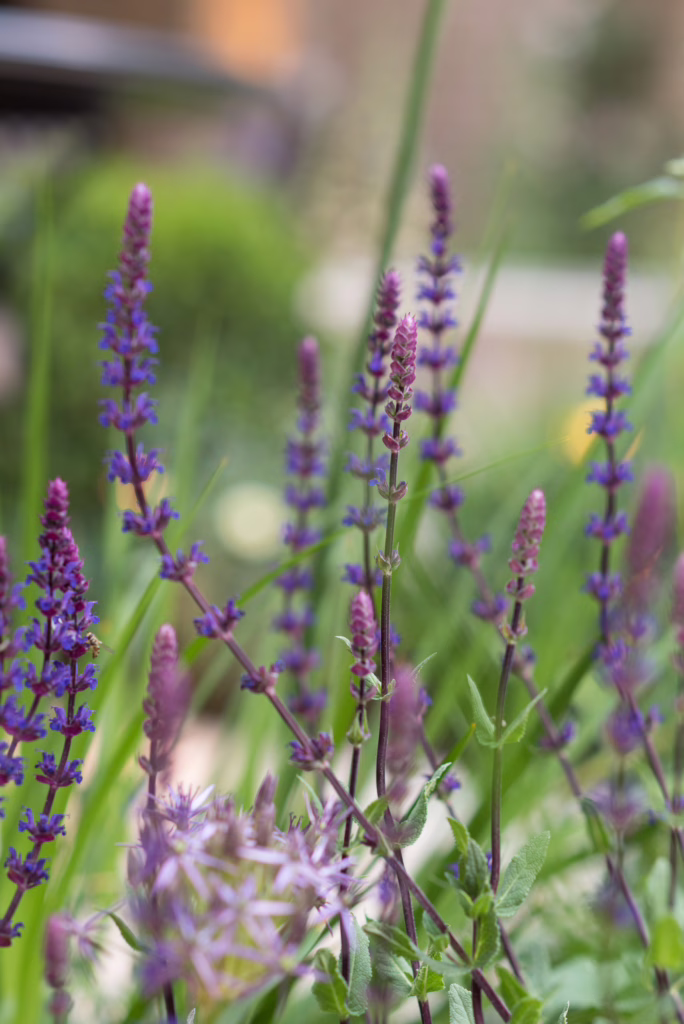 Flowers in The Secret Garden at The Ritz