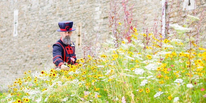 Tower of London guard surrounded by Superbloom display of wildflowers