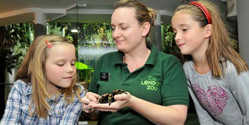 The London Zoo employee holding a spider with two children beside her