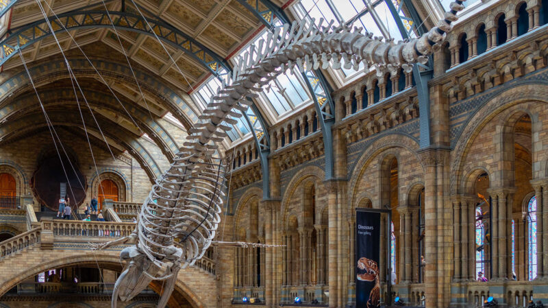 Whale skeleton at The Natural History Museum
