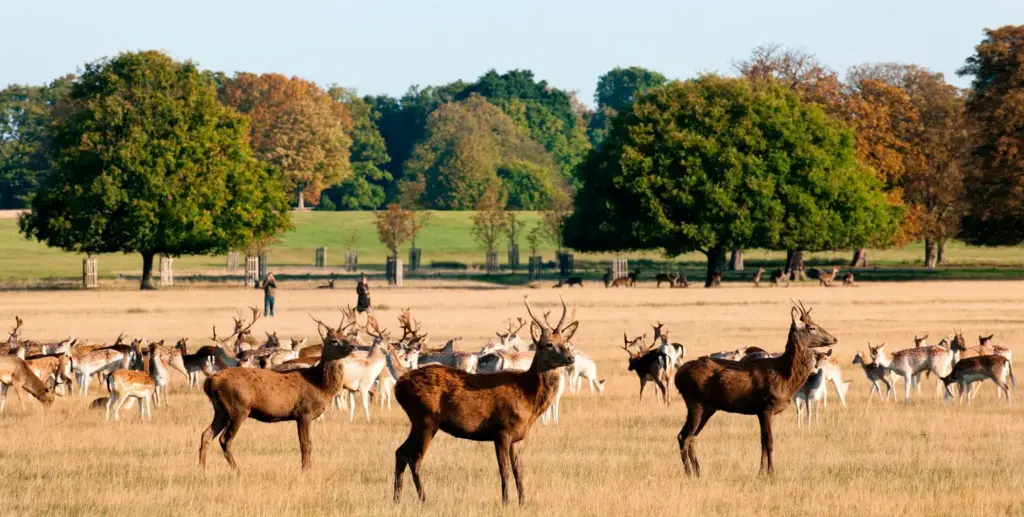 Herd of Deer in Richmond Park